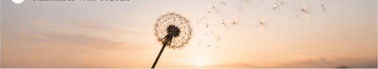 A dandelion silhouetted against a warm sunset sky with seeds floating away in the breeze.