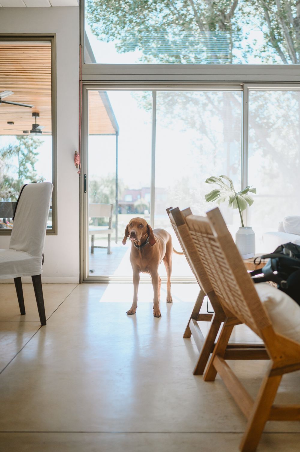 Golden Labrador dog standing in a modern sunlit home interior with large glass sliding doors.