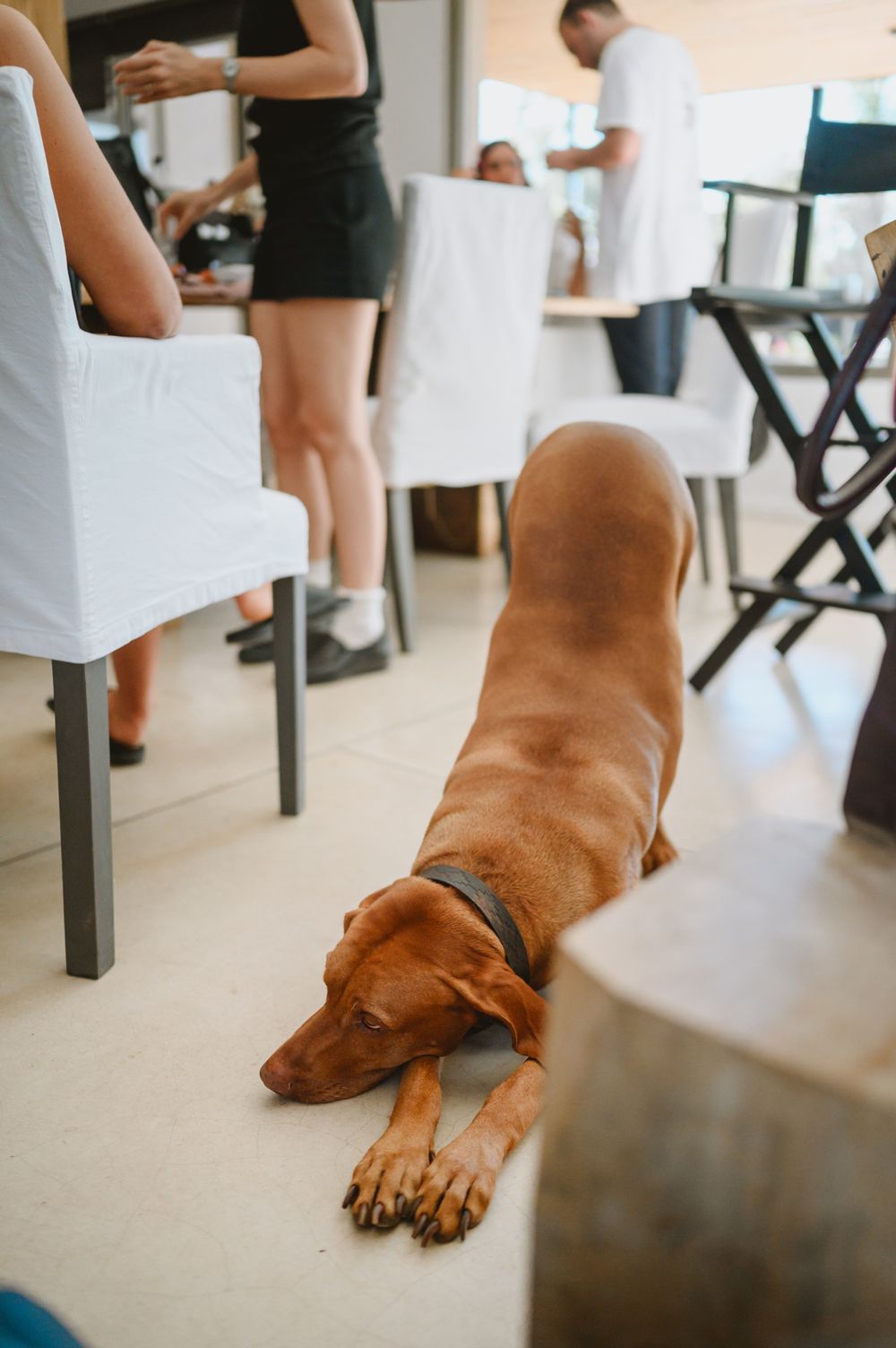 Brown Vizsla dog lying on tiled floor in a busy indoor setting with people in background.