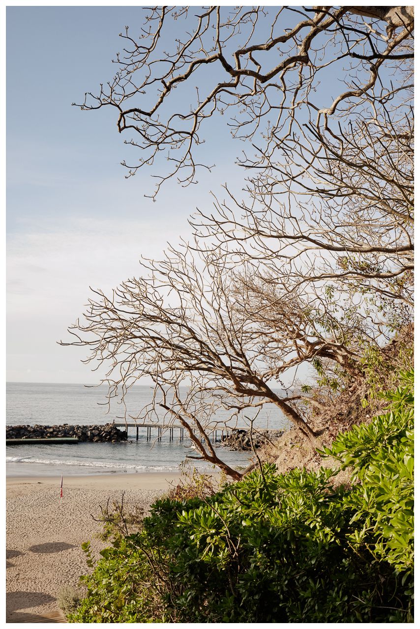 Bare tree branches frame a serene beach scene with a pier extending into calm ocean waters under a pale blue sky.