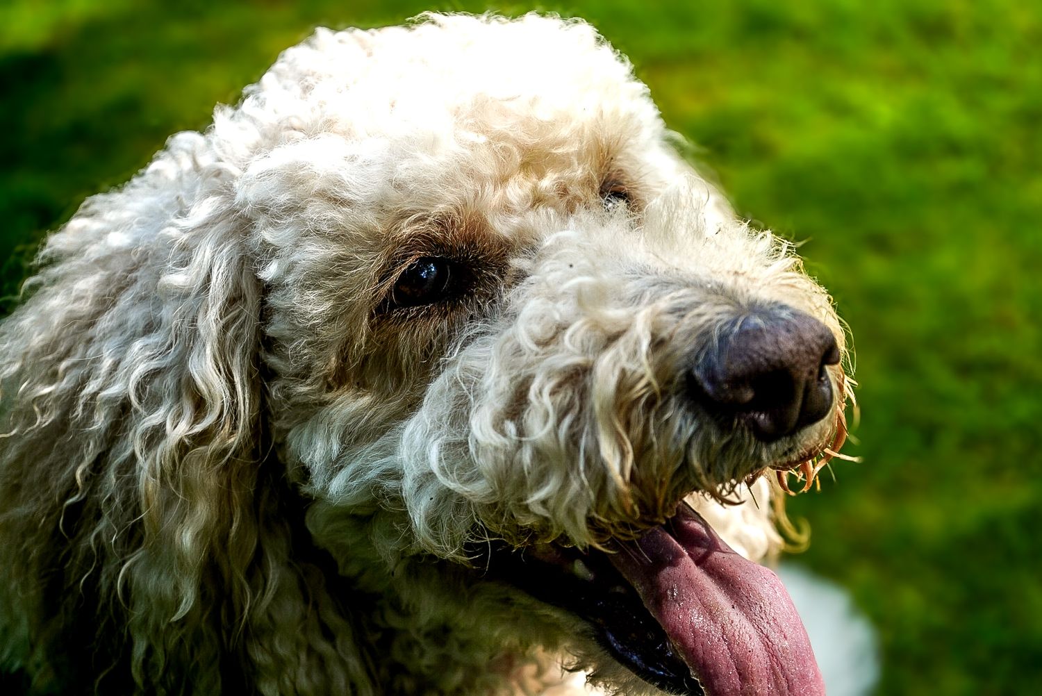 Dog posing during a relaxed pet photo session with a Chattanooga pet photographer