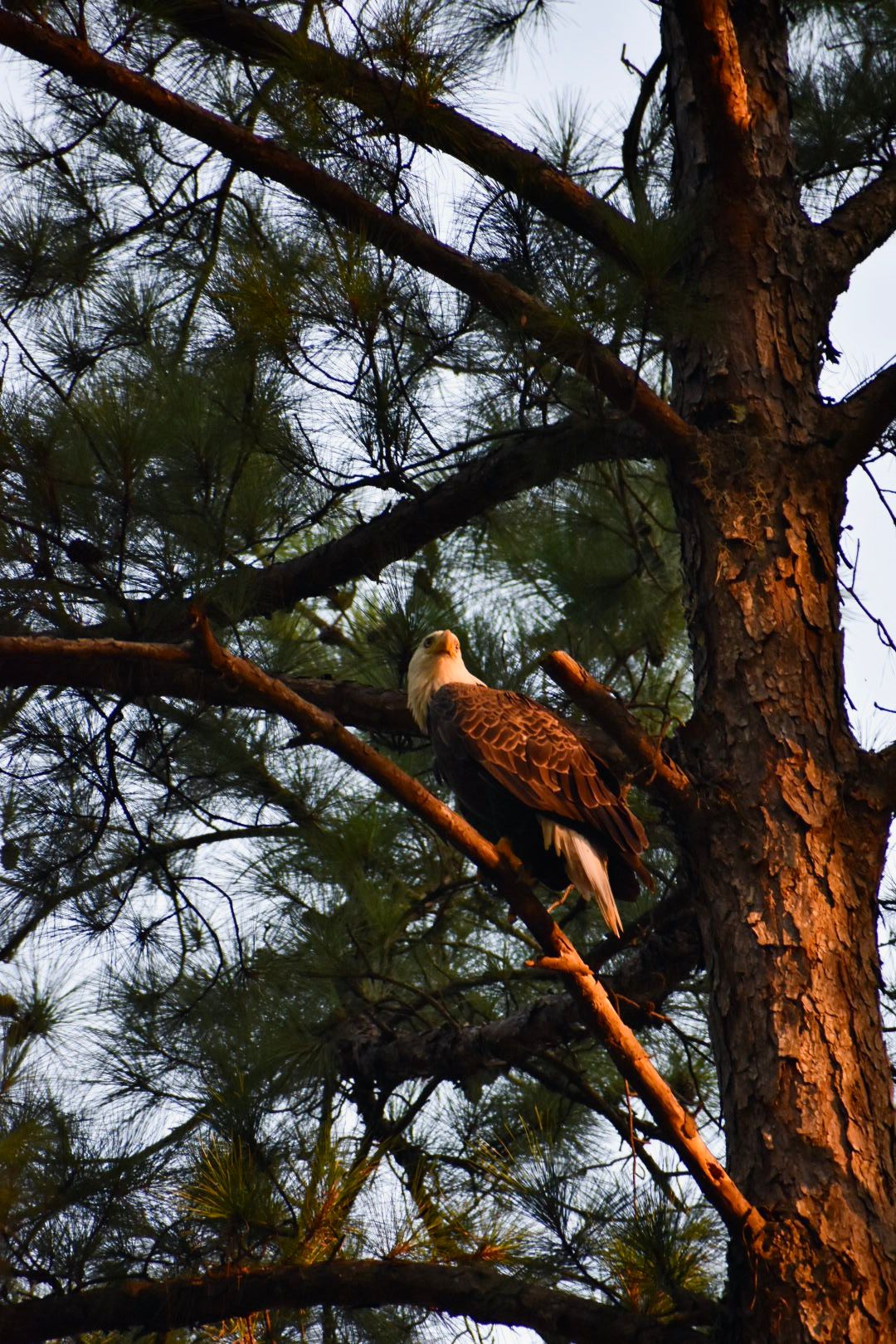Bald eagle perched majestically on a branch in a pine tree during golden hour.