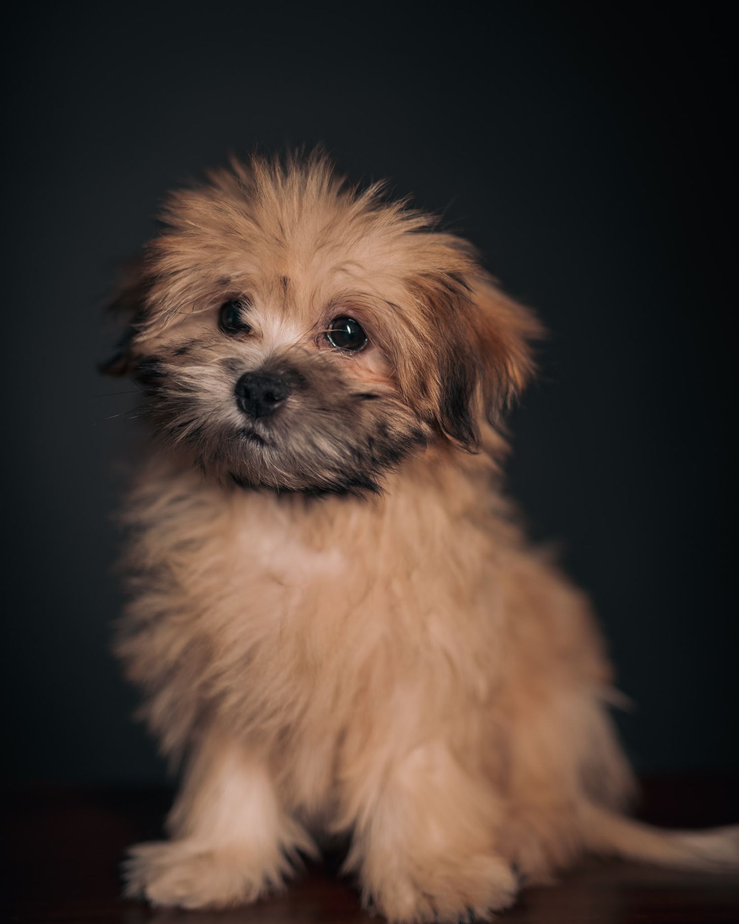 Portrait of a puppy Maltese Shih Tzu