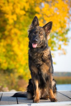german shepherd fall portrait at sibley state park