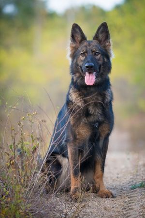 german shepherd fall portrait