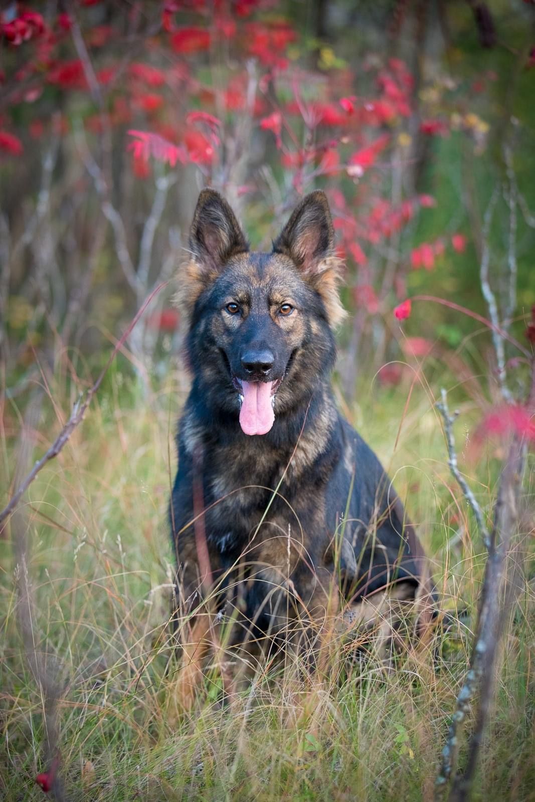 german shepherd in fall