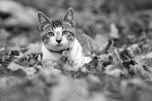 kitten playing in fallen leaves