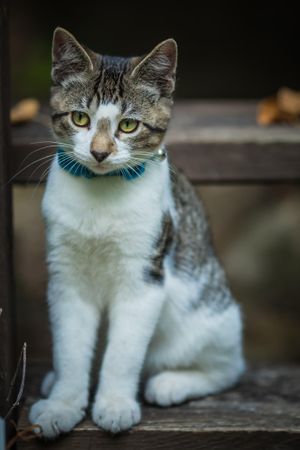 kitten on doorstep