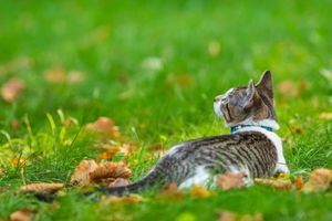kitten playing in fallen leaves