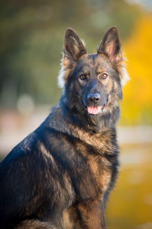 german shepherd fall portrait at sibley state park