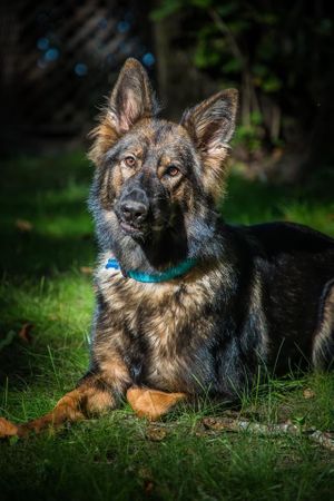 german shepherd moody portrait