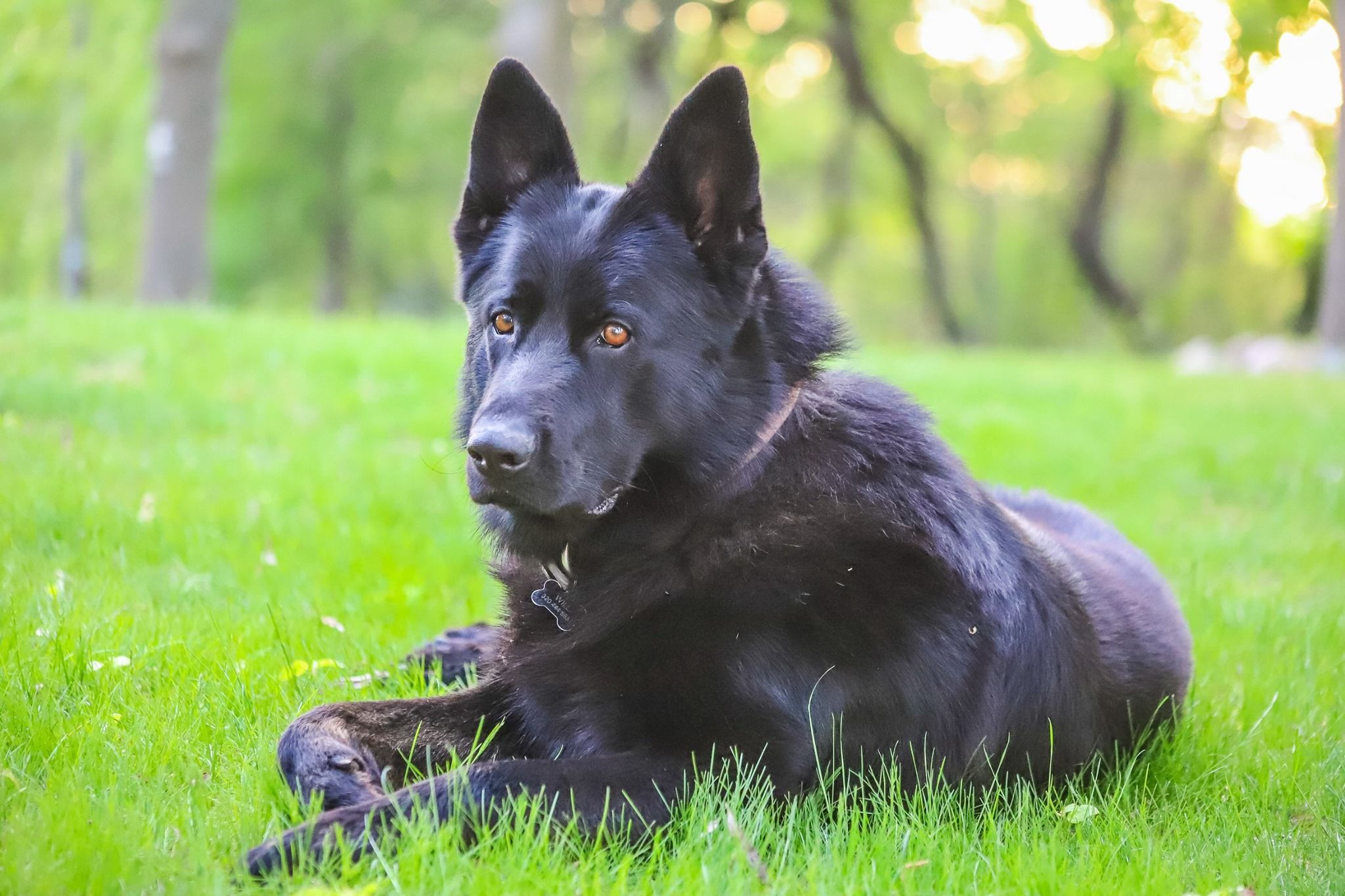 black german shepherd portrait