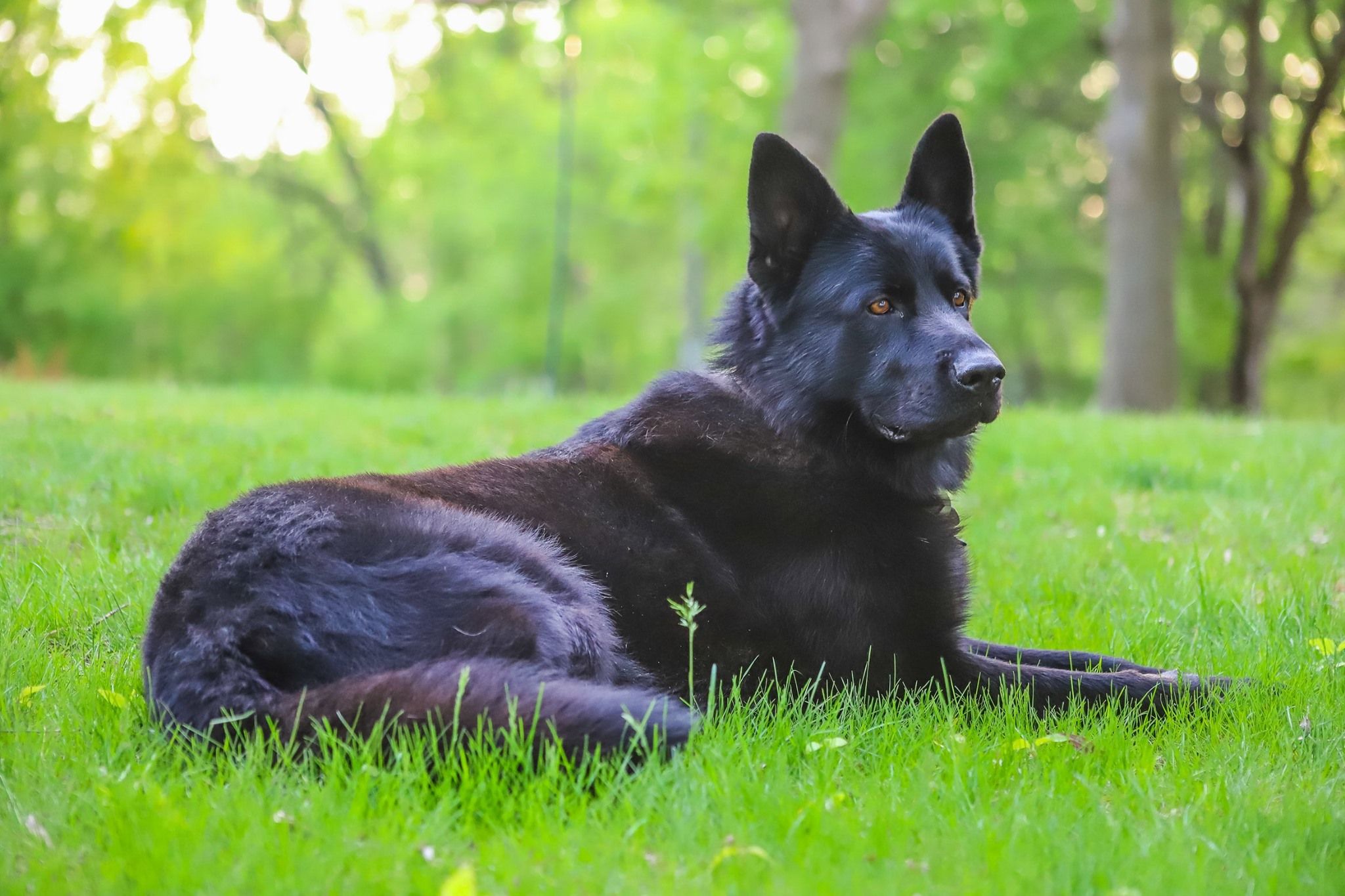 black german shepherd