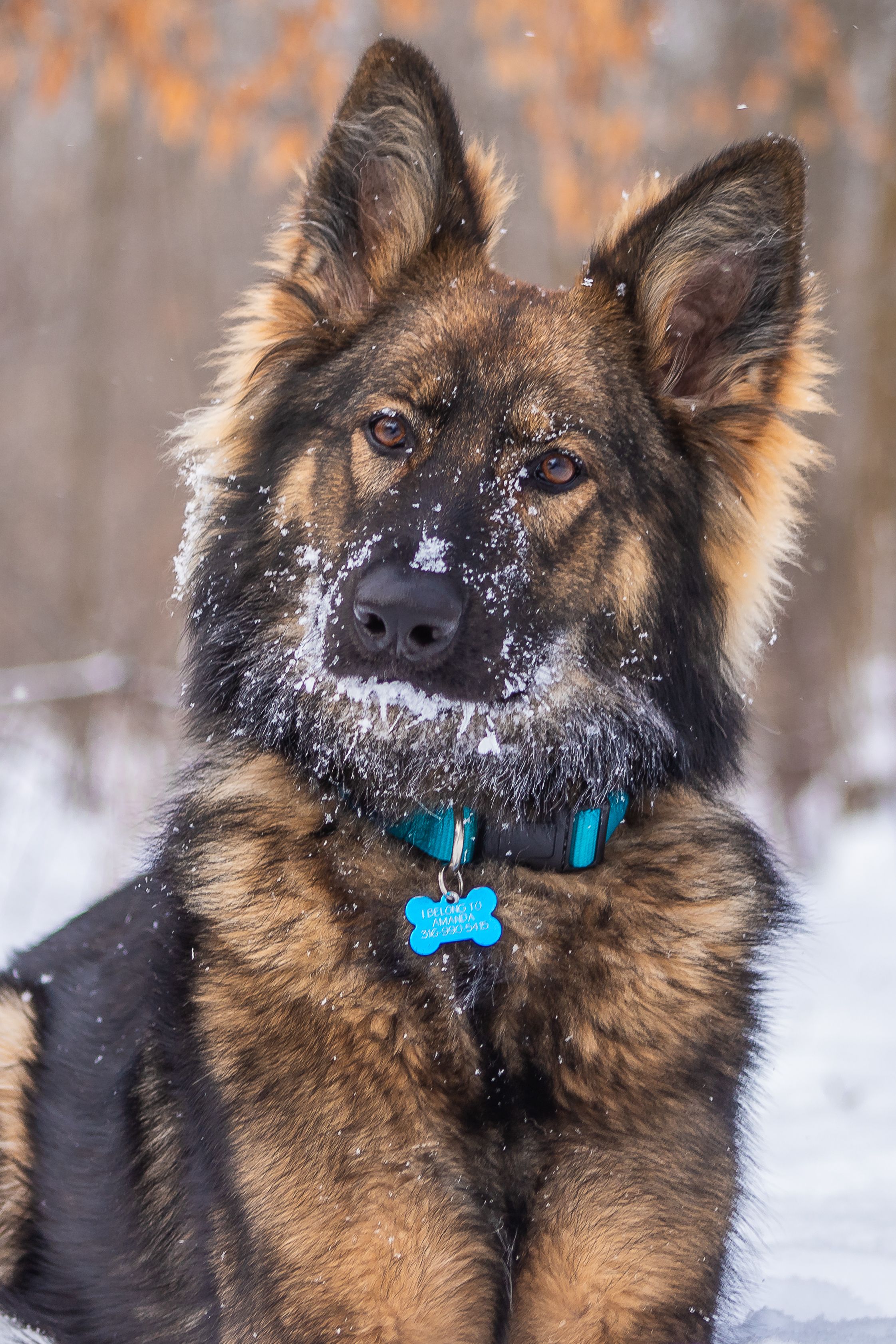 german shepherd in snow winter portrait