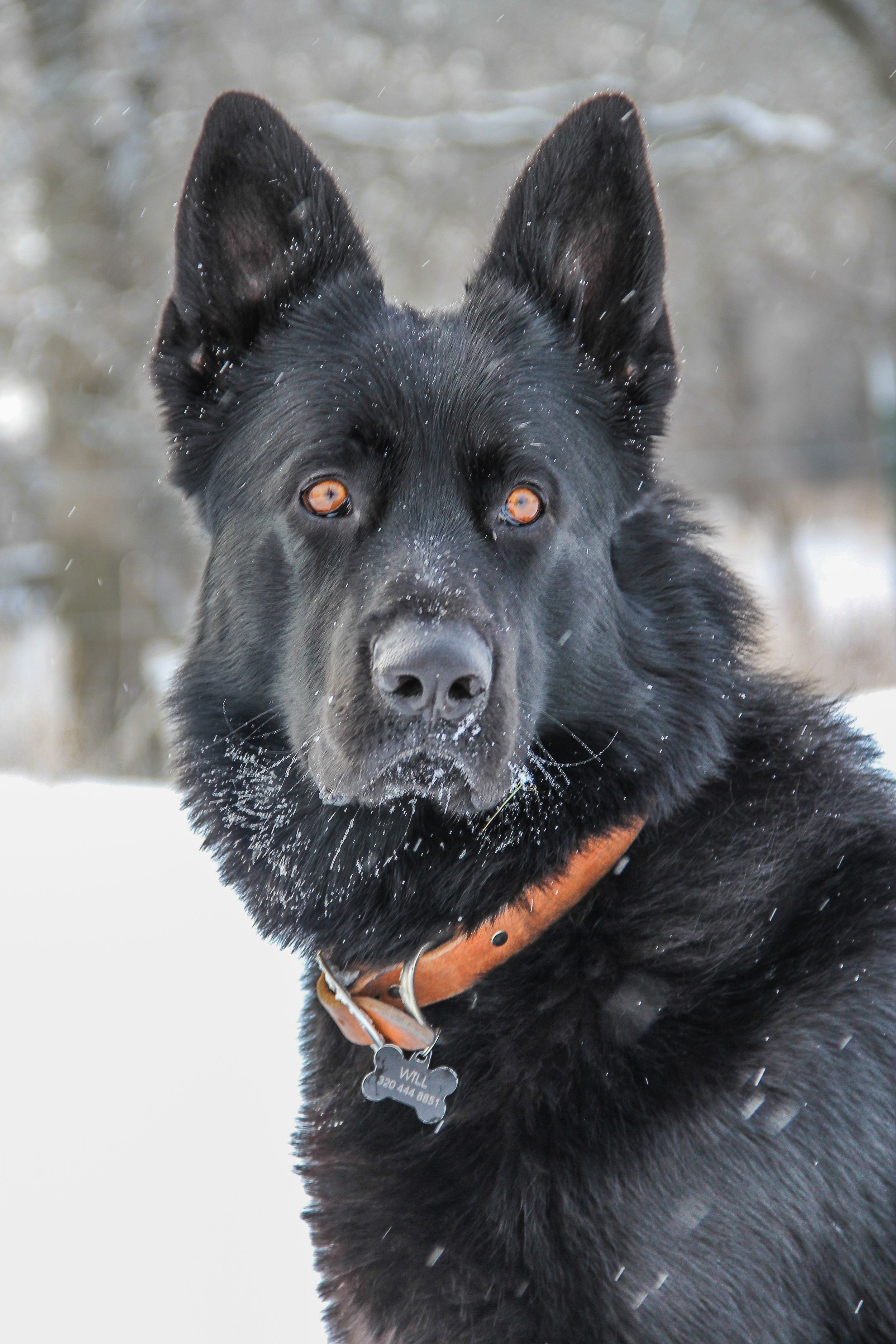 black german shepherd winter portrait