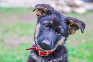german shepherd puppy portrait