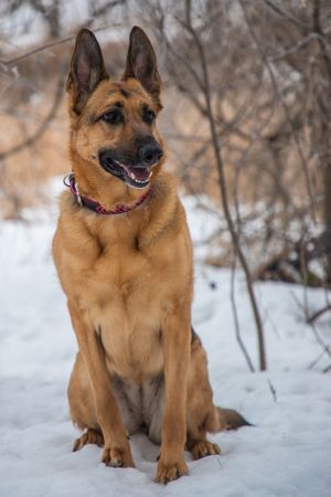 german shepherd winter portrait