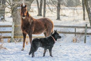 black german shepherd and horse portrait in winter