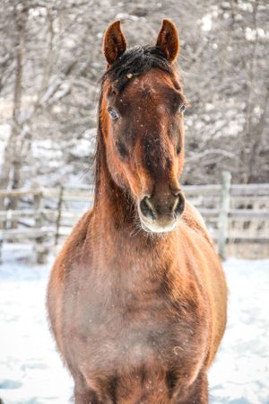 winter horse portrait