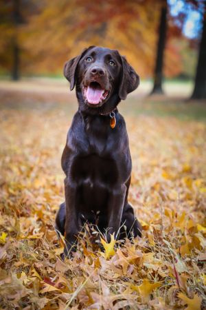 chocolate lab portrait in fall leaves