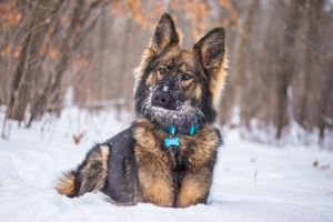 german shepherd portrait in snow