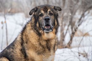 dog portrait in snow