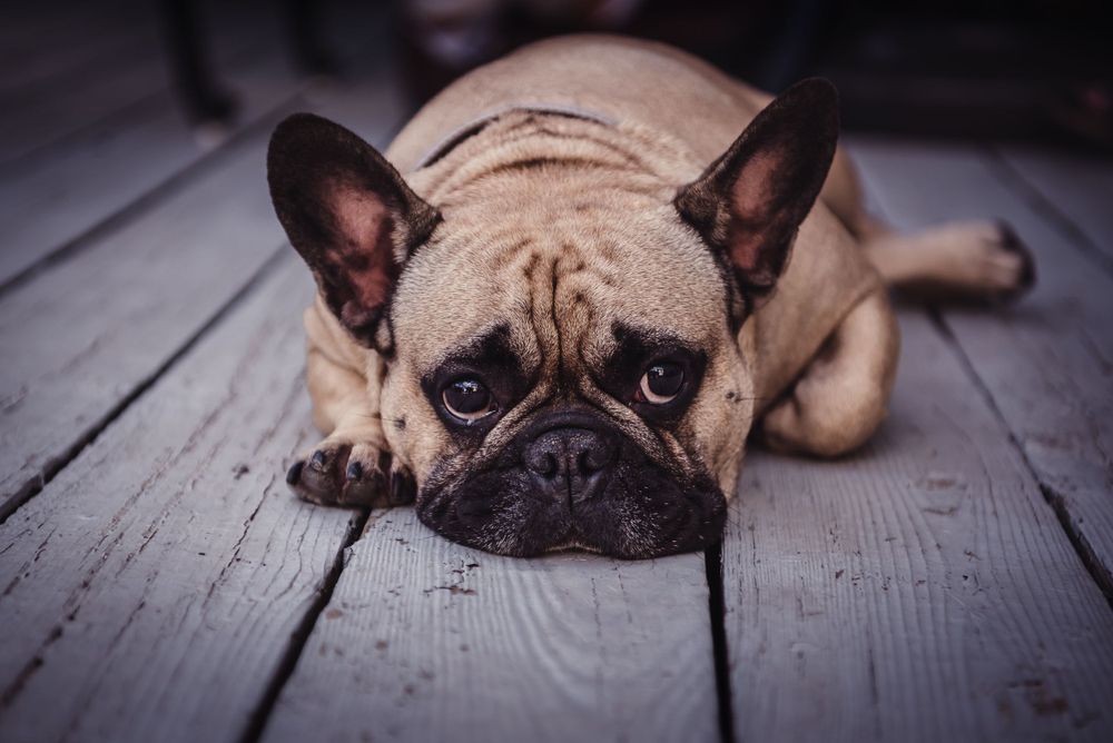 A portrait of a pug dog laying on a grey cedar porch.