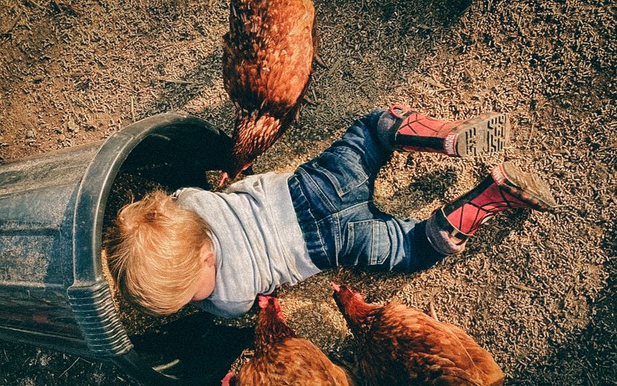 Boy & Chickens