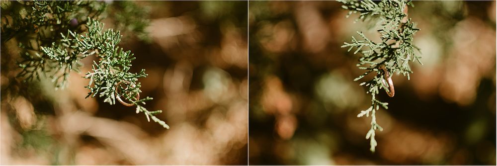 Delicate moss and lichen details captured in soft natural lighting.