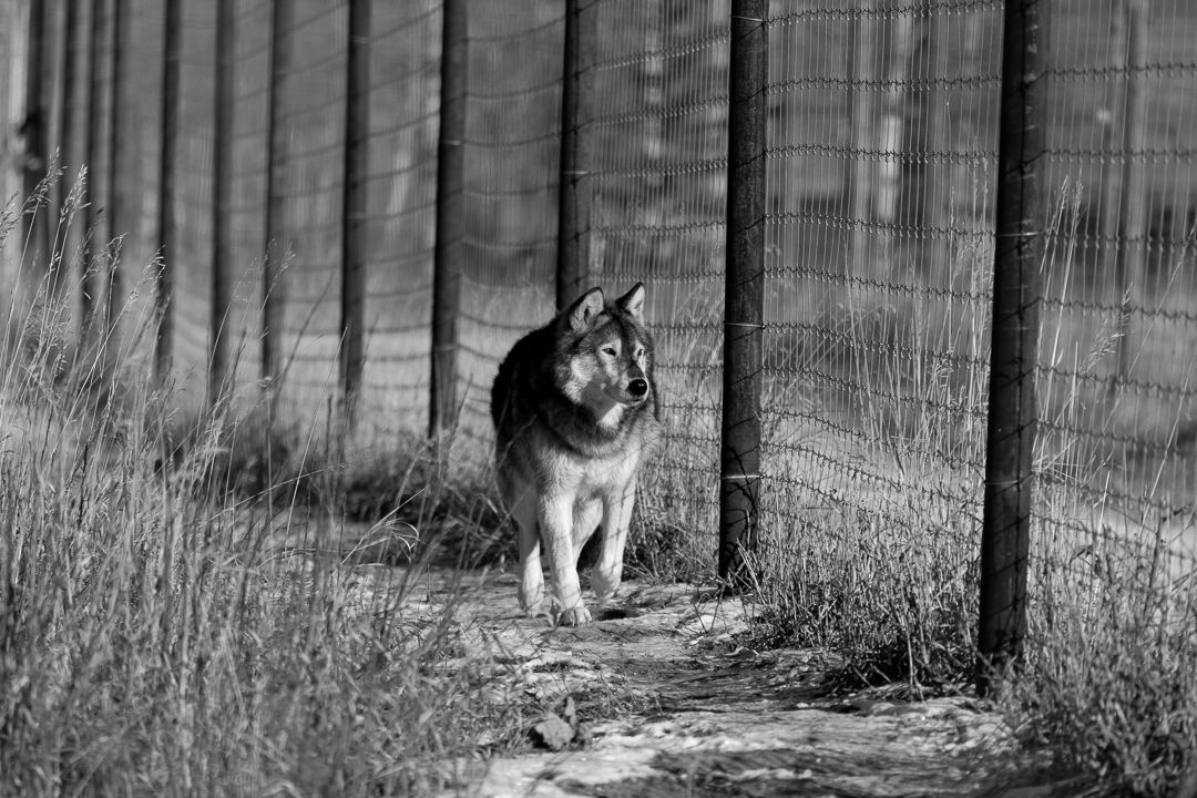 Odin a WolfDog