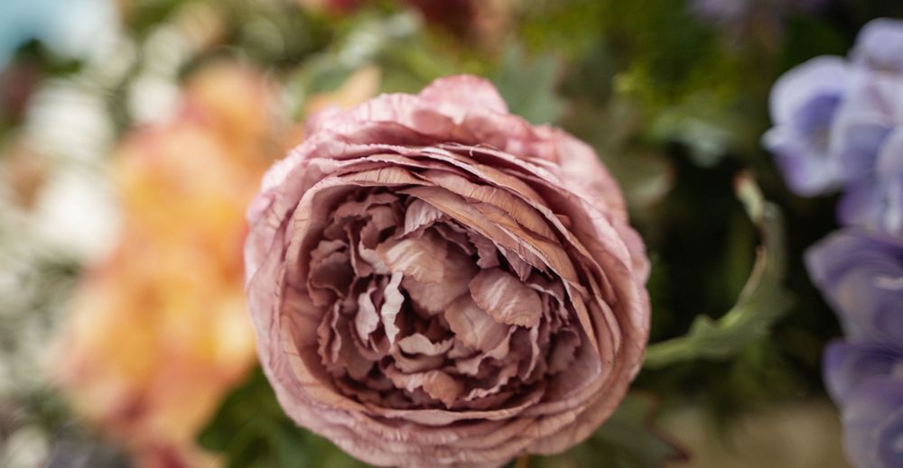 Close-up of pink garden roses with soft focus petals and delicate texture.