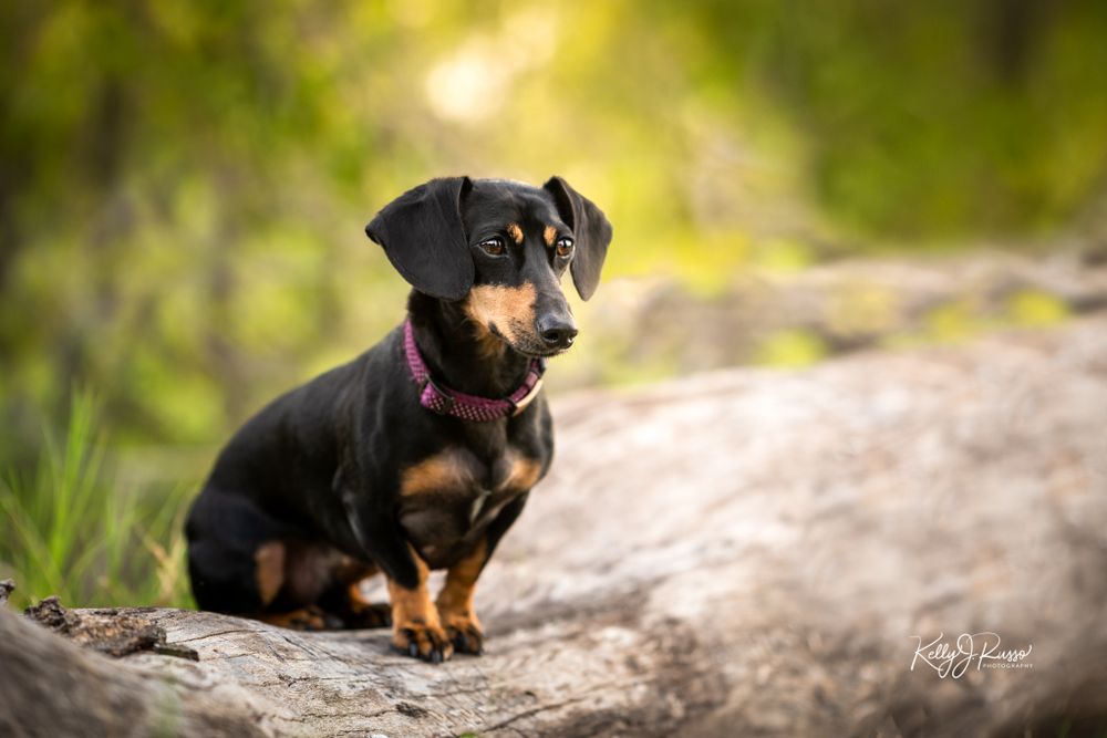Black and tan dachshund puppy sitting on a rock in natural outdoor setting.