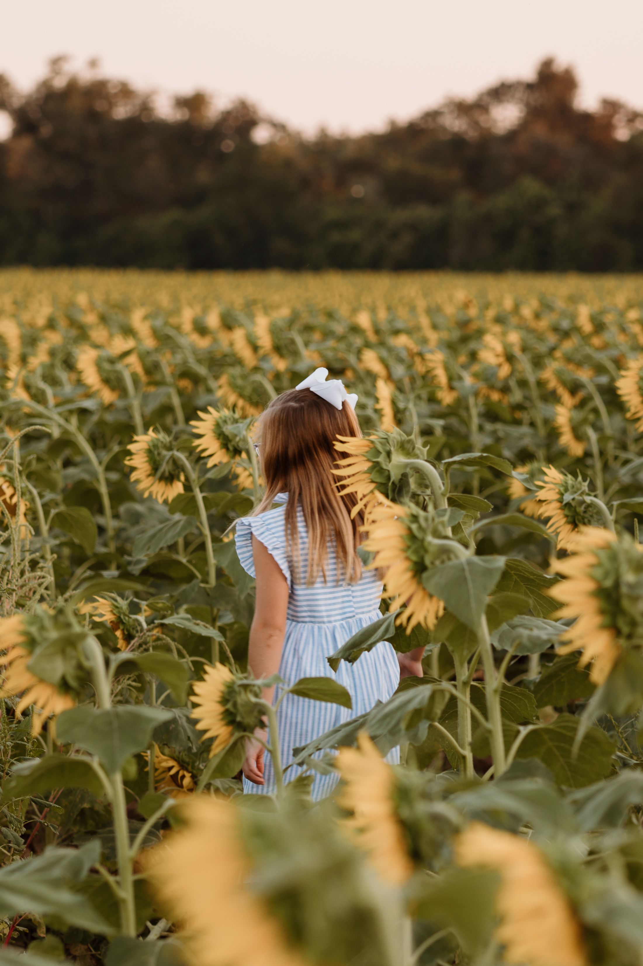 Run with me in the sunflower field