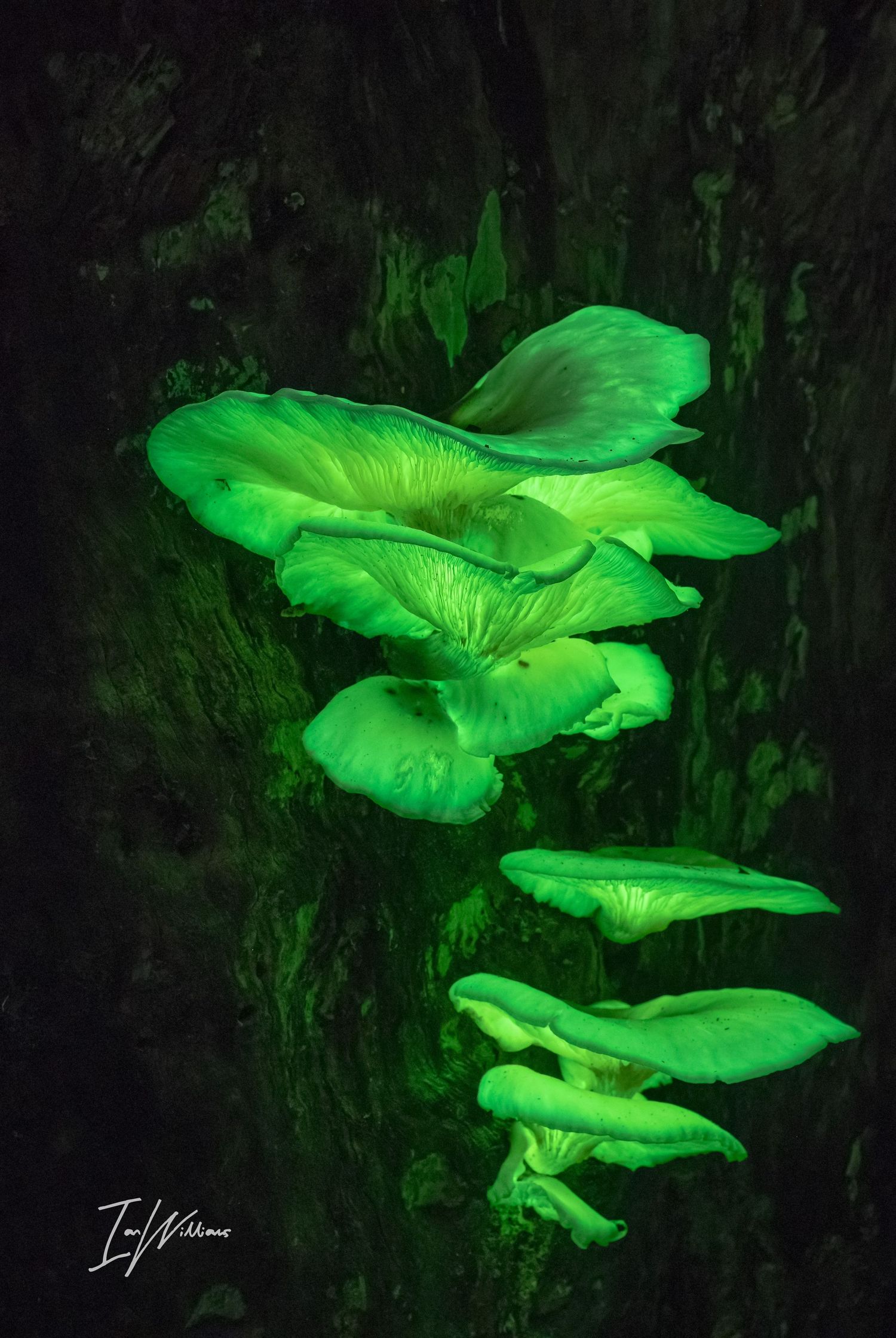 Ghost fungi