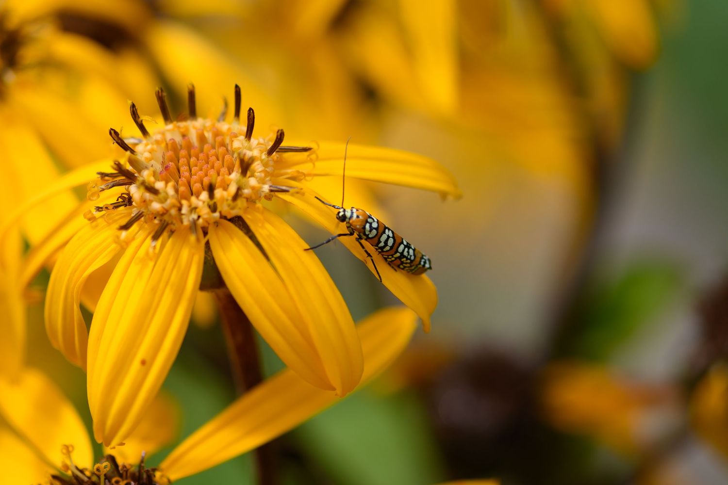 Close-up of a bee on vibrant yellow flower petals in nature.