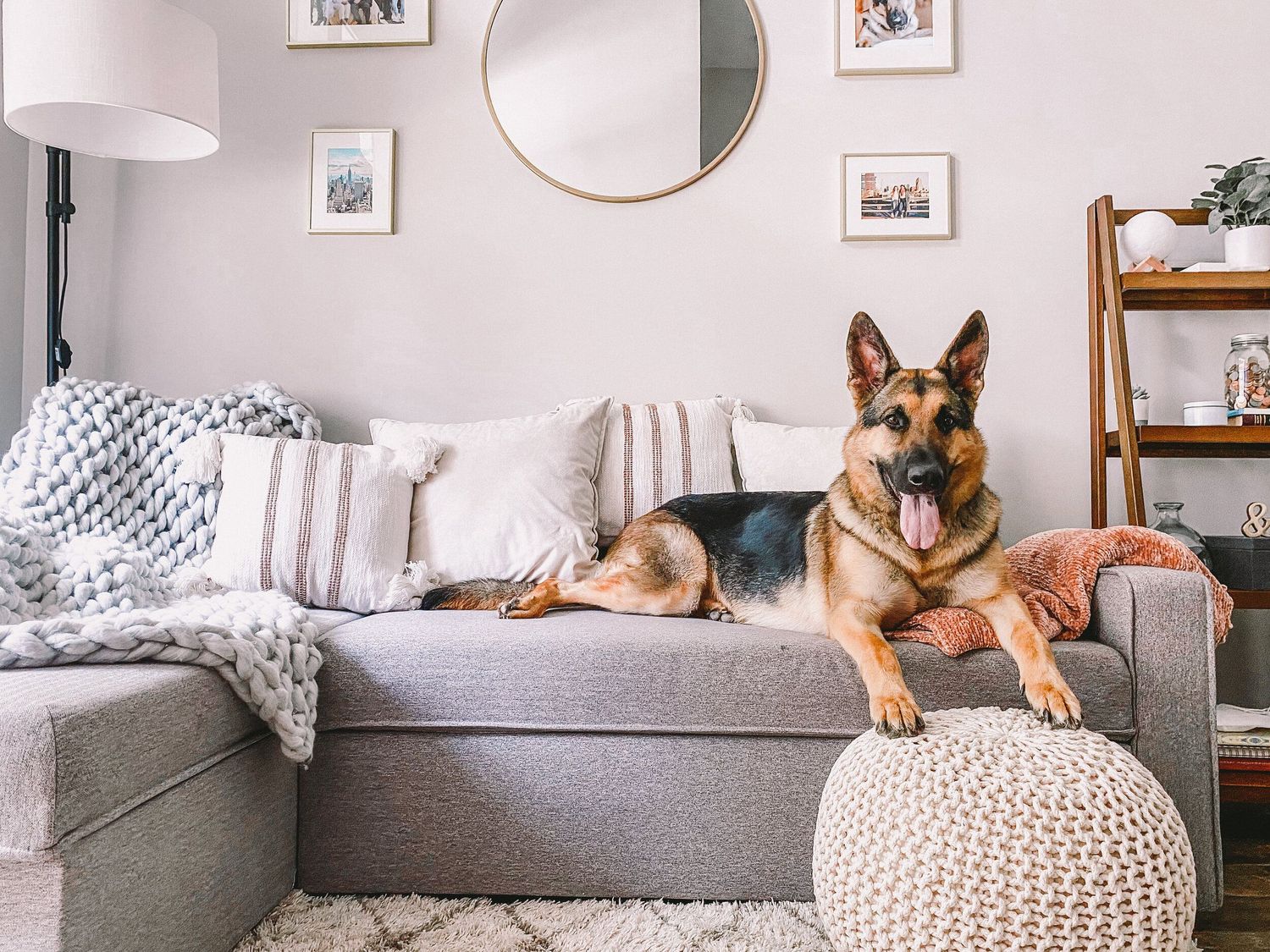 Happy German Shepherd dog relaxes on a gray sectional sofa in a cozy modern living room.