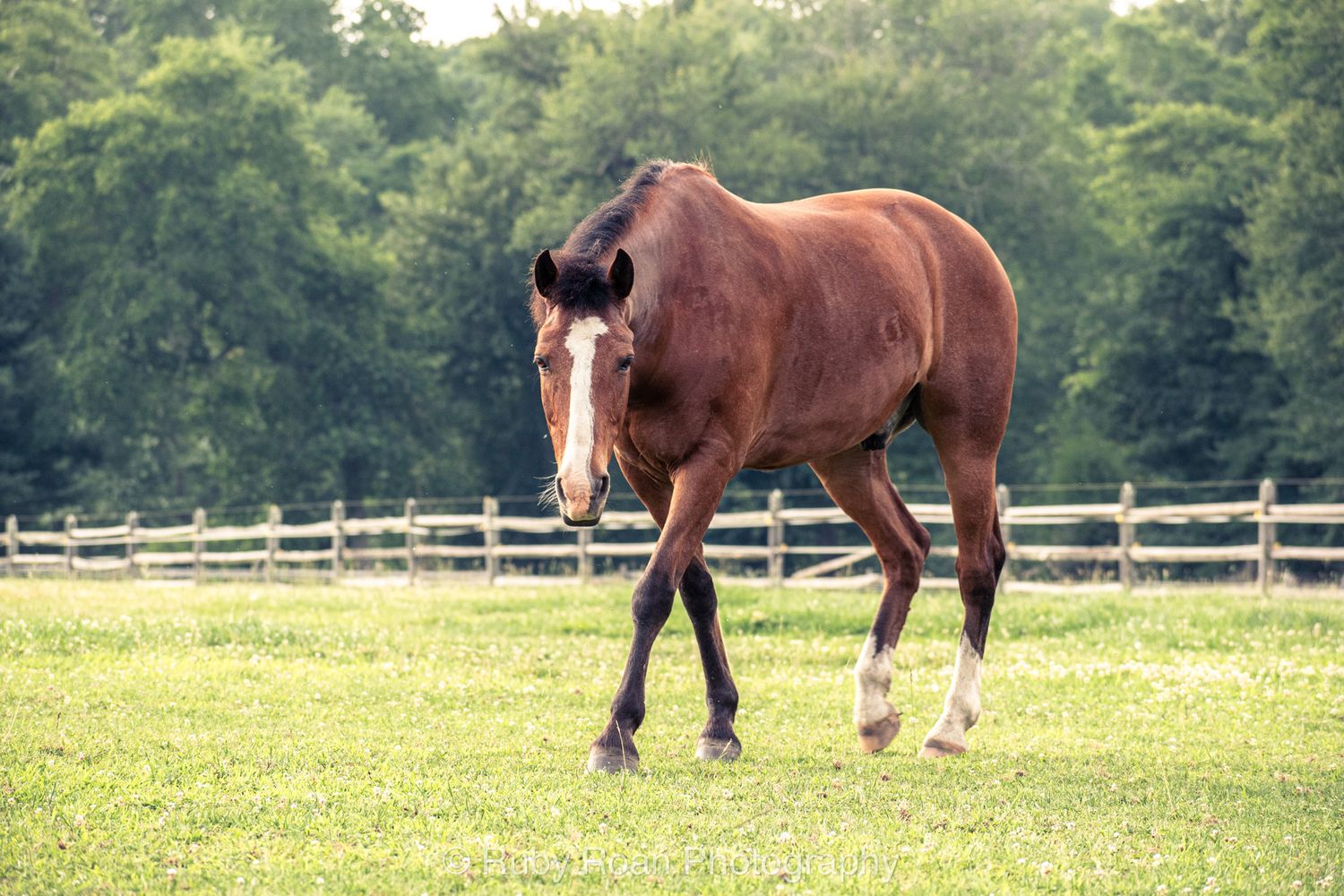 red horse with white stripe on face looking at camera