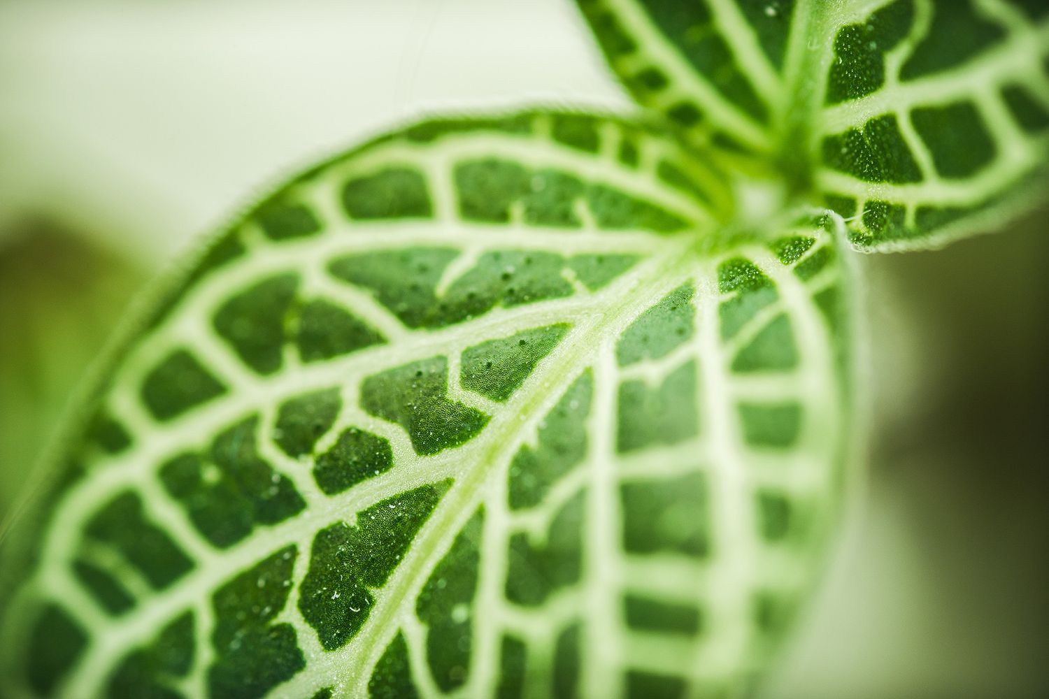 Extreme close-up of a tropical plant leaf showing intricate green venation patterns.