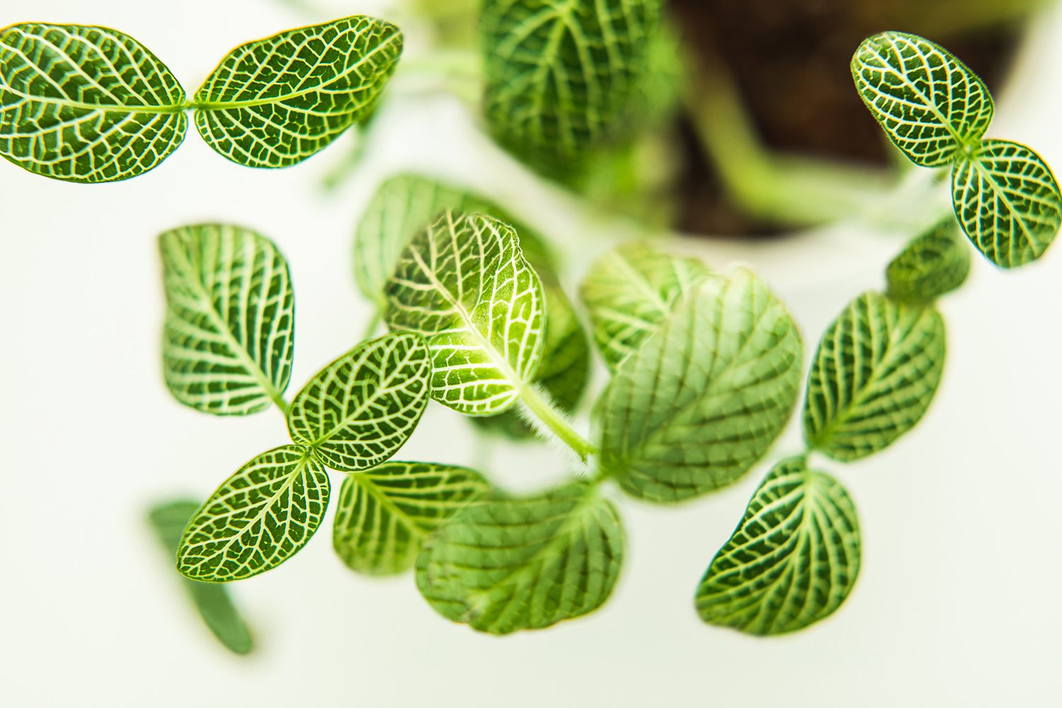 Macro photograph of bright green leaves with detailed vein patterns.