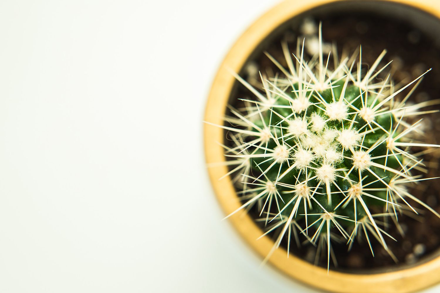 Top view of a small cactus plant in a terracotta pot against white background.