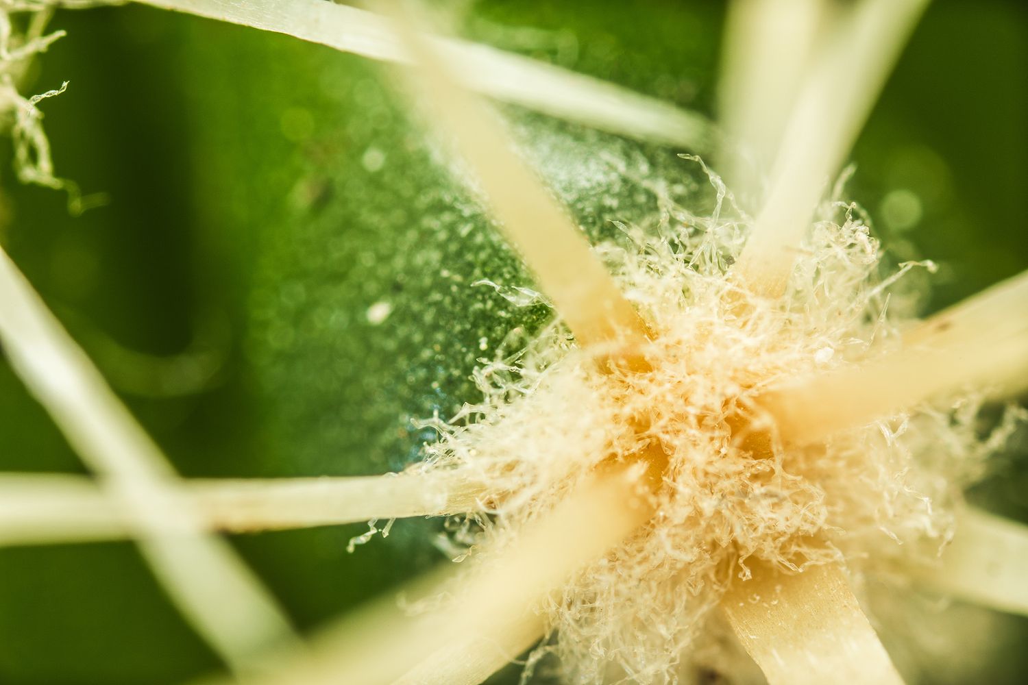 Macro shot of delicate white plant fibers glowing against green background.