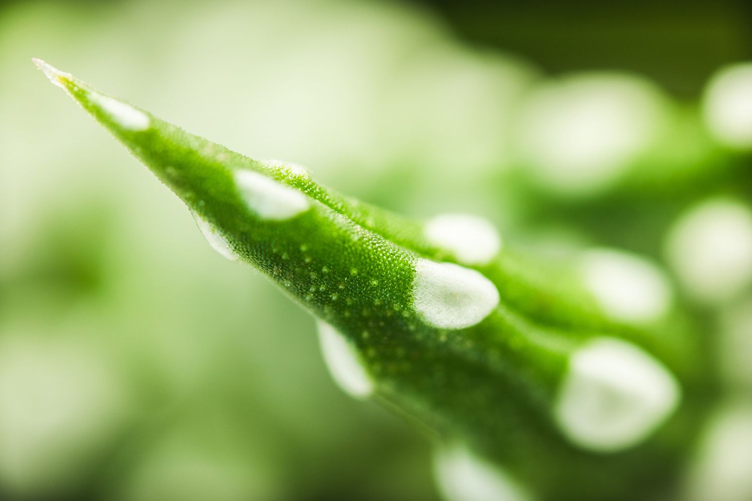 Macro shot of water droplets on a green plant leaf with shallow depth of field.
