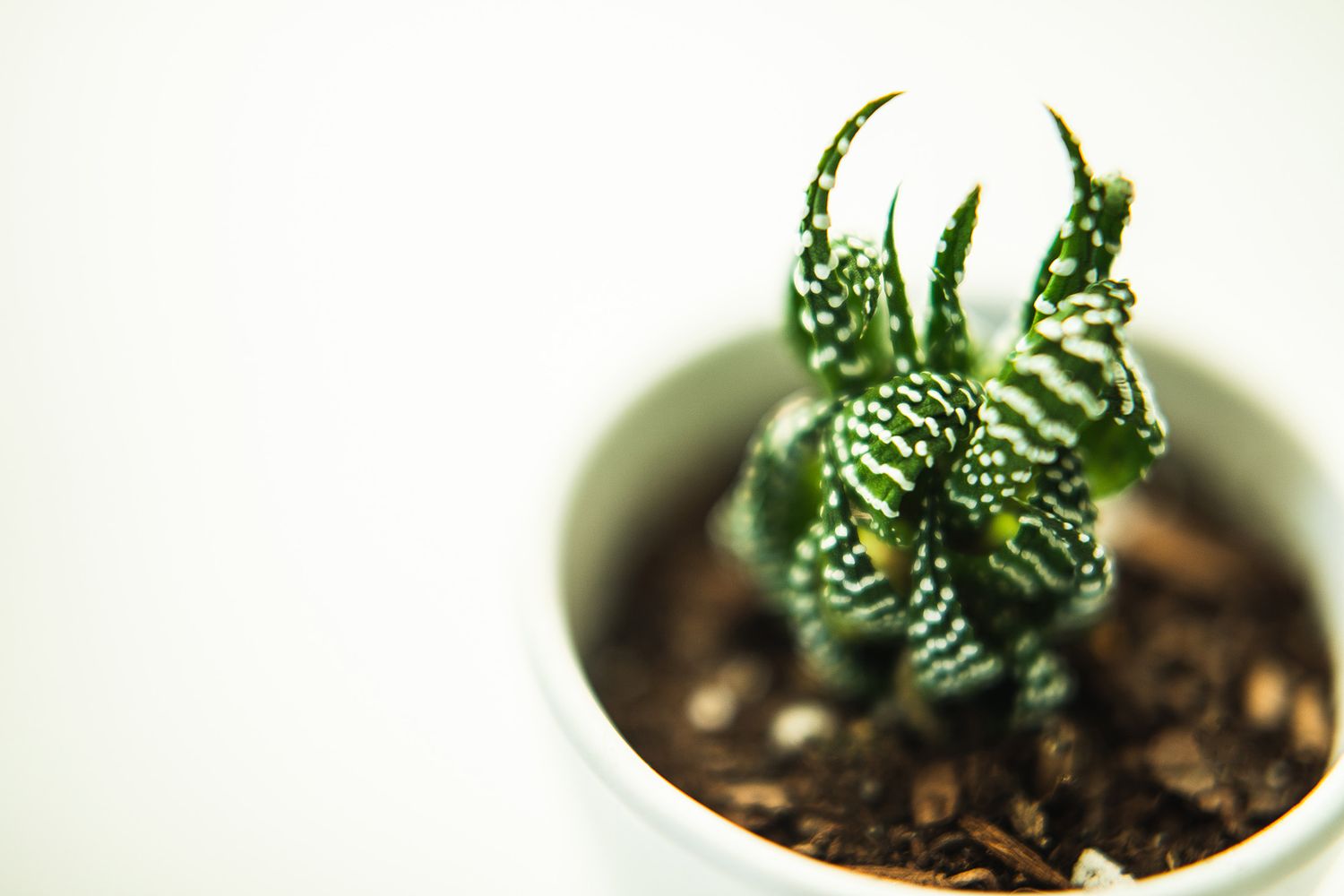 Small succulent plant with striped zebra-like patterns growing in a white pot.