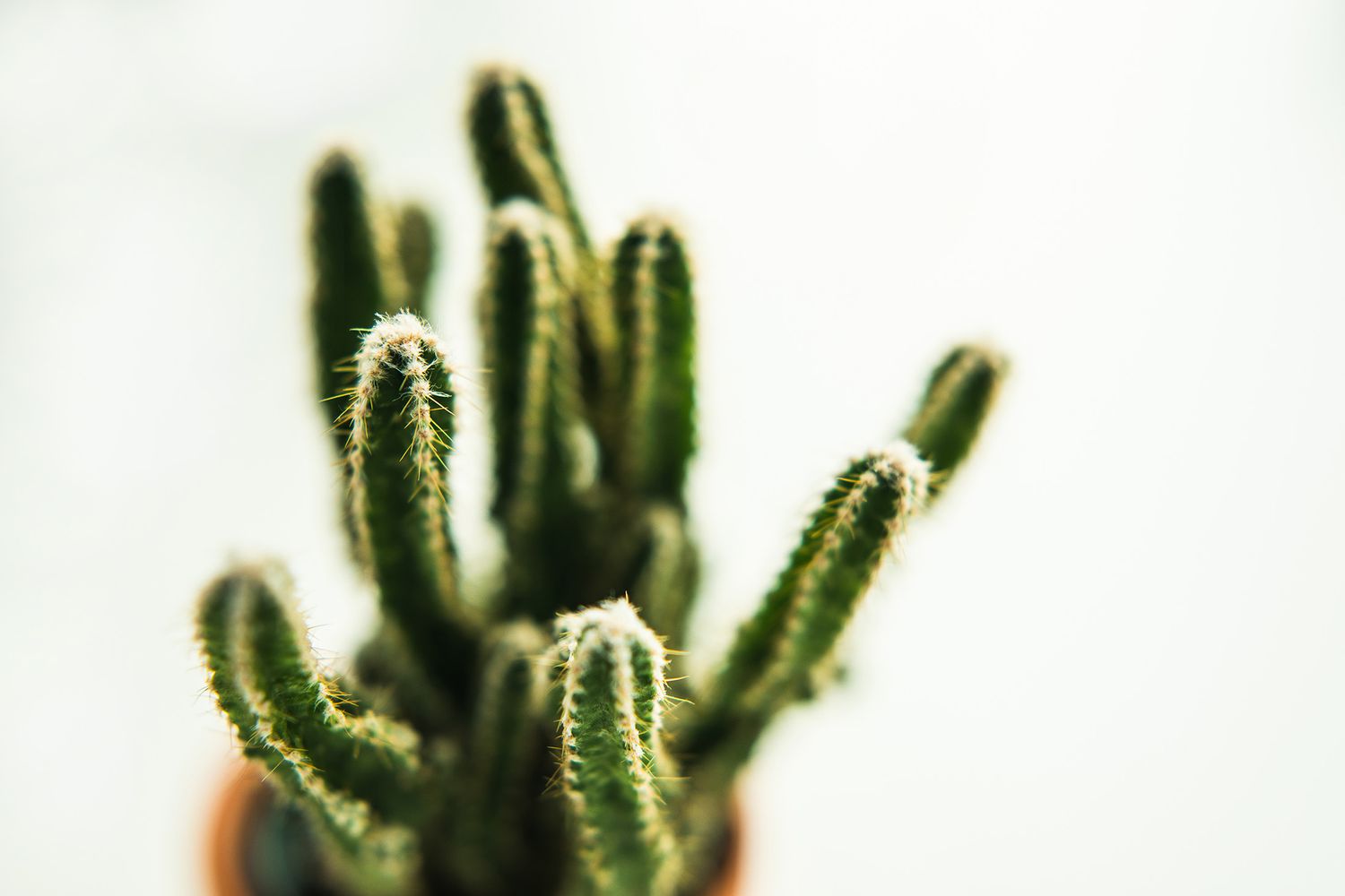 Close-up of a small green cactus with spiky thorns against white background.
