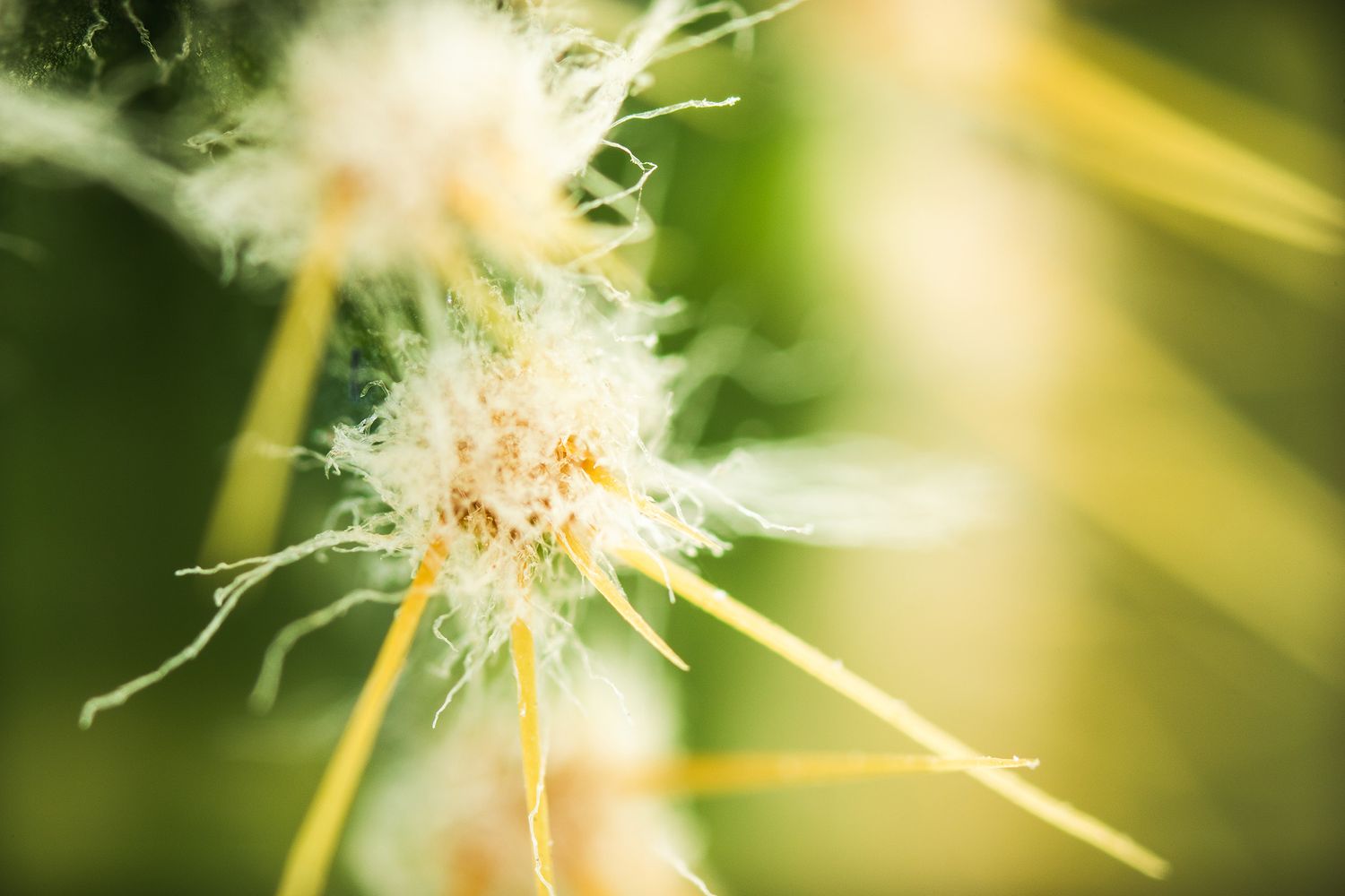 Macro photograph of a delicate dandelion seed head with soft focus.