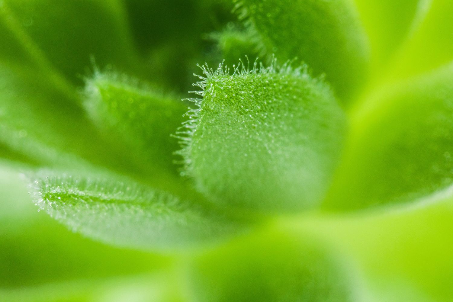 Extreme close-up of fuzzy green succulent leaves with tiny hairs visible.