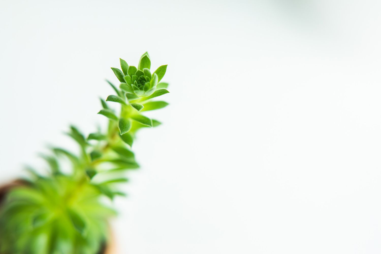 Fresh succulent plant with spiral leaves emerging from white background.