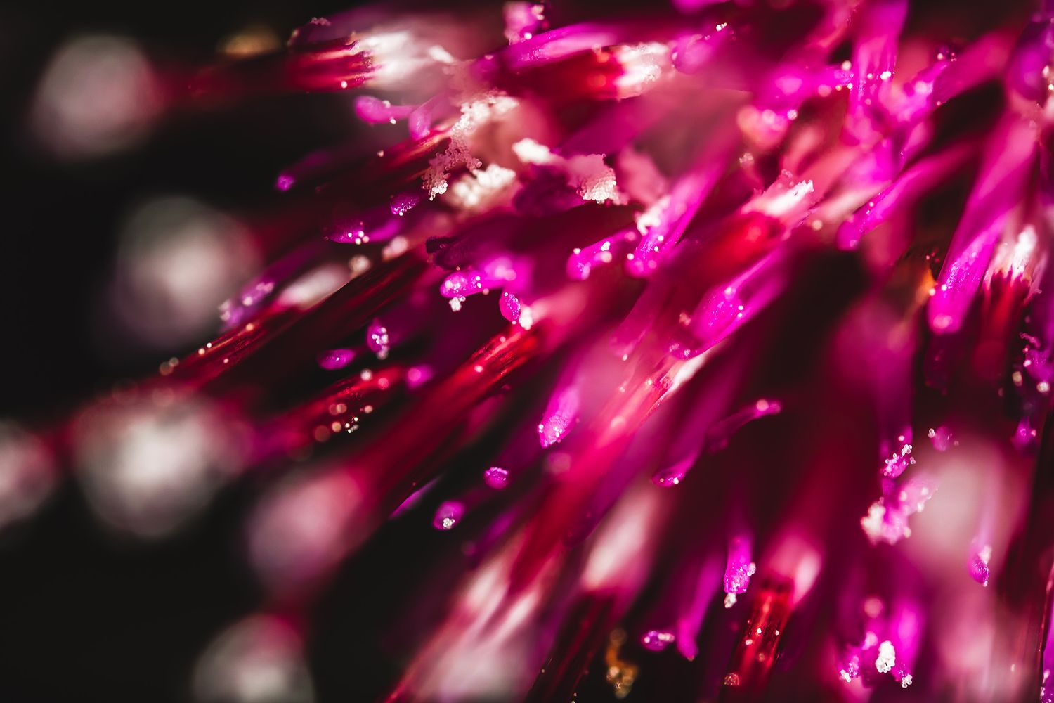 Macro shot of bright magenta flower stamens sparkling with dewdrops against dark background.