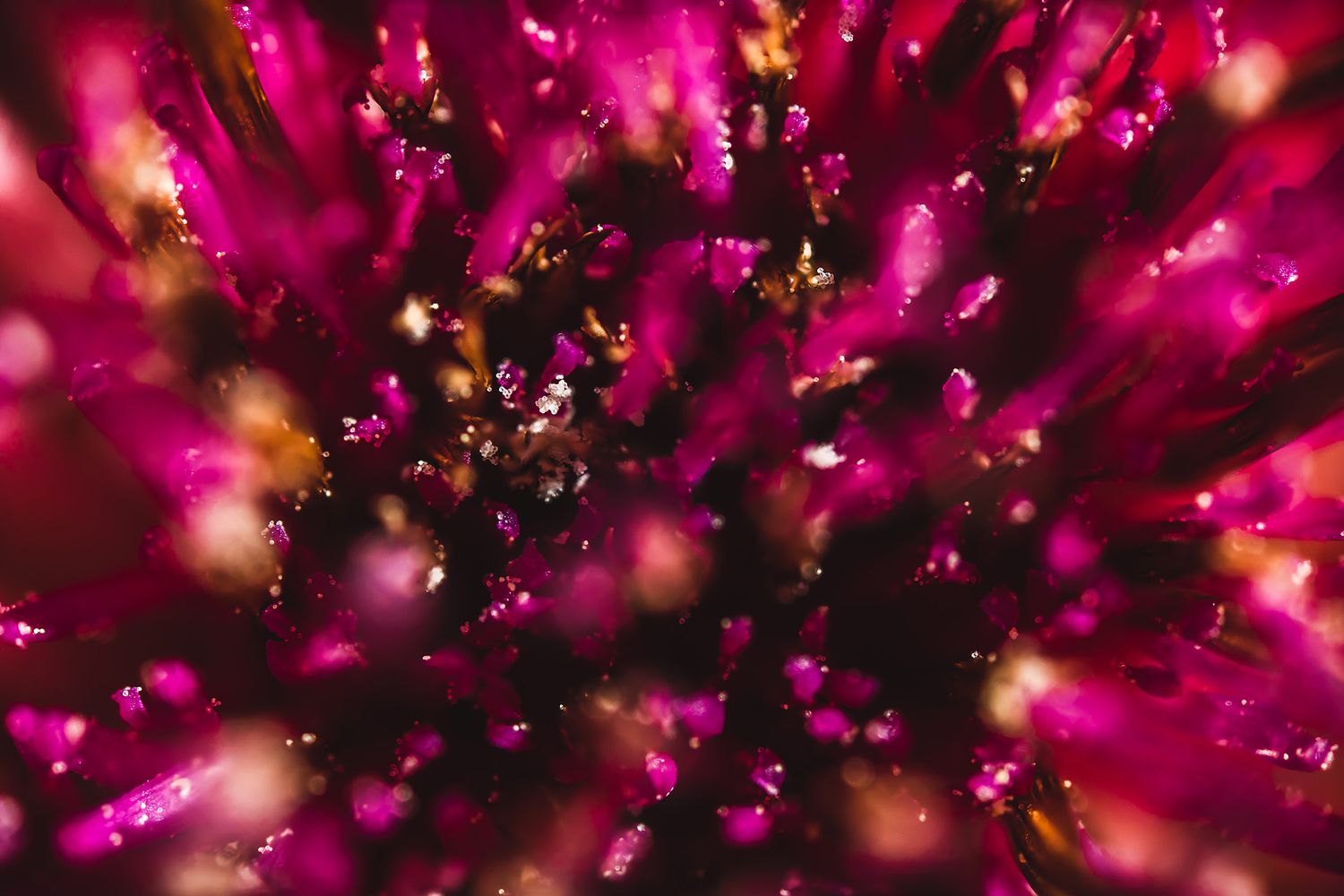 Vibrant pink and magenta abstract macro shot with sparkles creating a bursting effect.