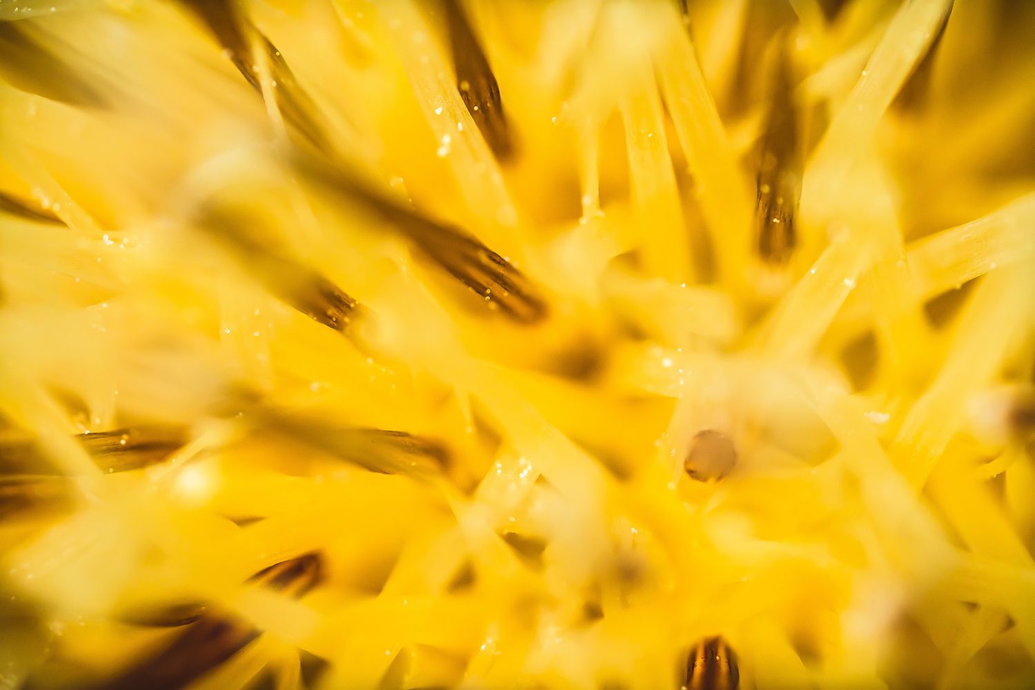 Close-up macro photograph of yellow flower stamens creating a spiky pattern.